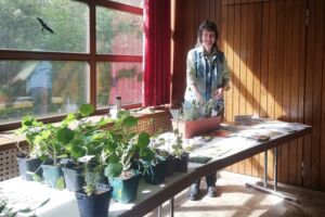 Pflanzentauschbörse