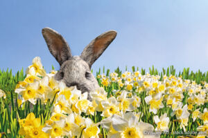 Ostergarten - Ostern mit allen Sinnen erleben
